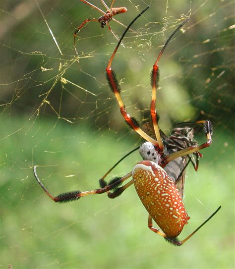 are golden orb weavers poisonous